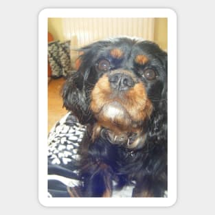 cavalier king charles spaniel black and tan third Sticker